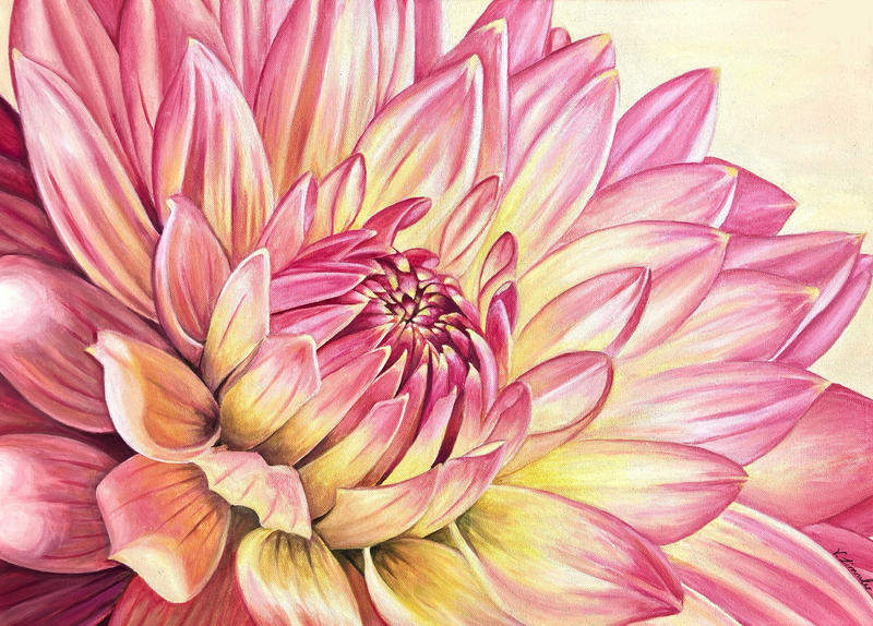 Pink Dahlia 2024 By B Keks On Deviantart Pink Dahlia 2024 By B Keks On Deviantart
