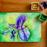 Iris