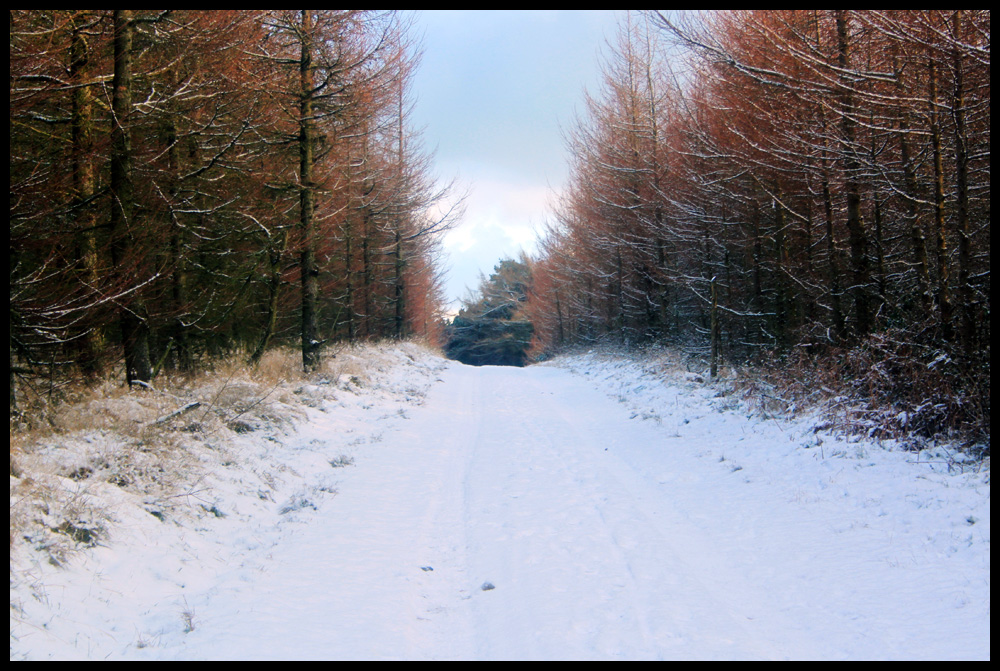 Path to the forest.