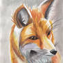 Watercolor Fox