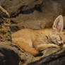 Sleeping Fennec I