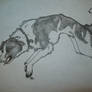 old drawing of border collie