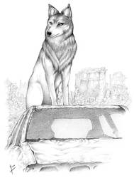 Wolf - Pencil