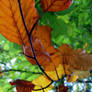 Colours of autumn2