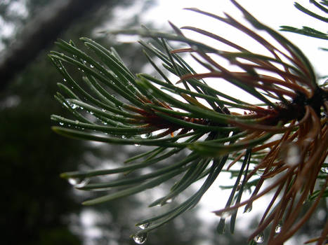 Wet Pine