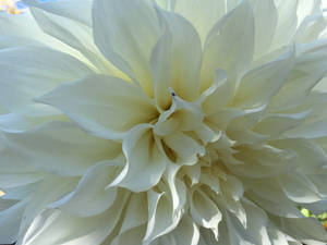 White Dahlia