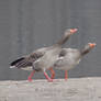 Angry gooses in Dresden Germany