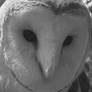 Barn Owl BW2