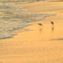 Beach Birdies