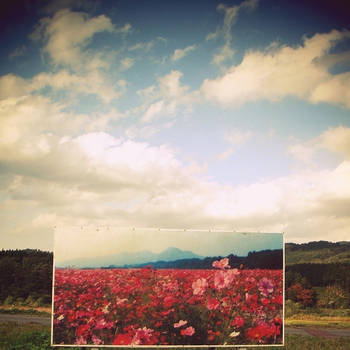 flowers gone :::: by aopan