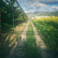 Field in the evening 