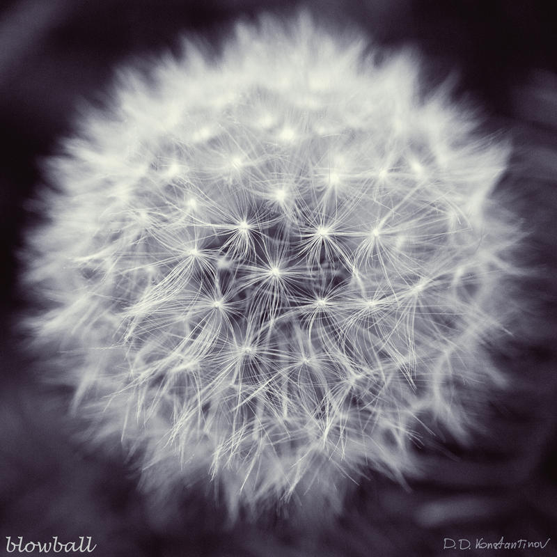 Blowball