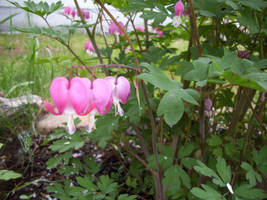 Bleeding hearts