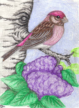 Purple finch