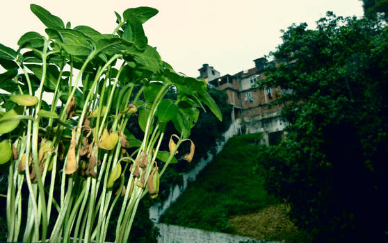 Sunflower Sprouts on a Rainy Day