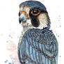 Peregrine Falcon