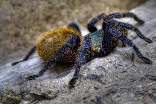 Chromatopelma cyaneopubescens