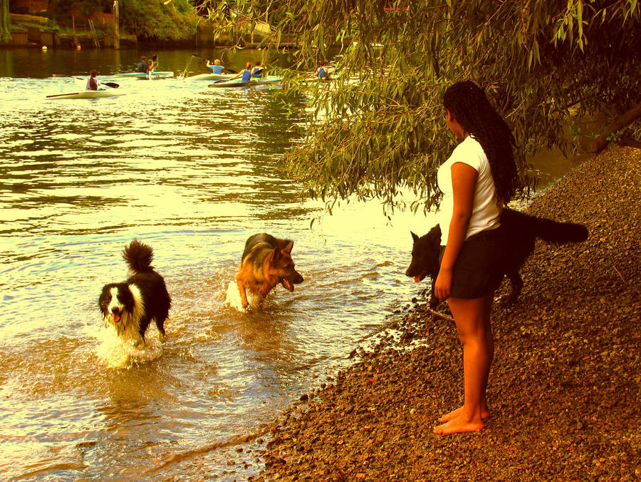 Summer river and dogs