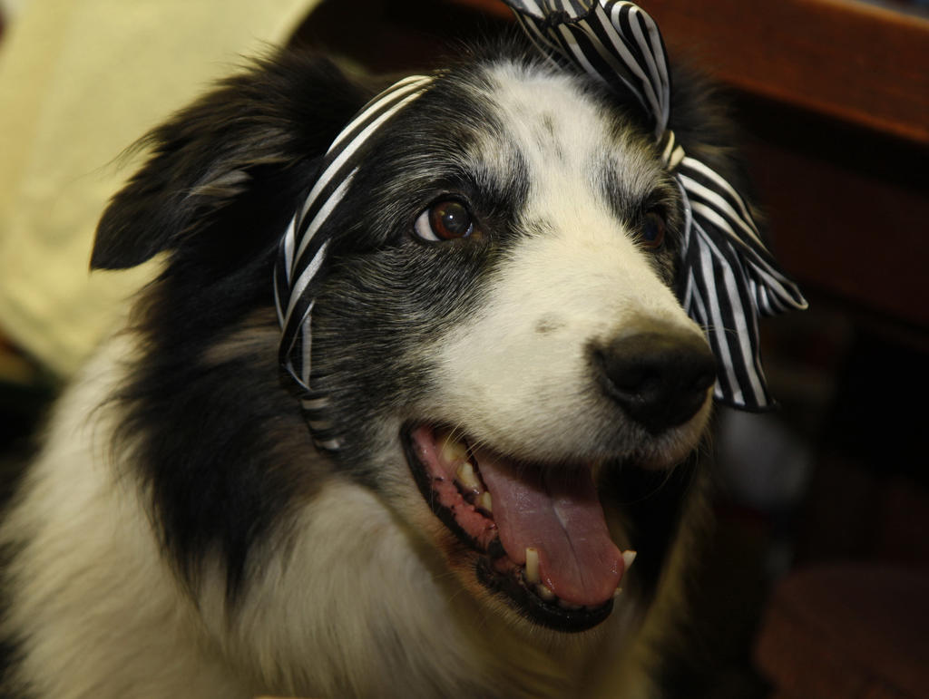 Collie with bow
