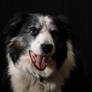 Border Collie Flint 9