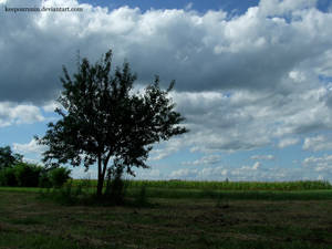 corn..tree..field