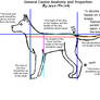 Canine Proportion