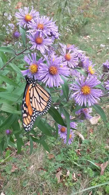 Carefree Example Care Free Life of a Butterfly. by bunnymagnifique on DeviantArt