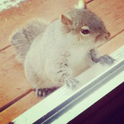 X-mas Squirrel