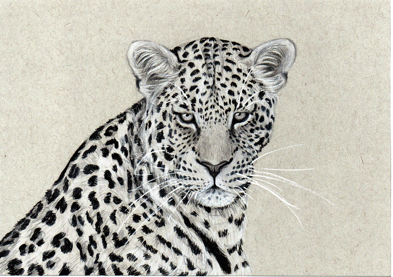 African leopard on toned paper by valeriaart17 on DeviantArt