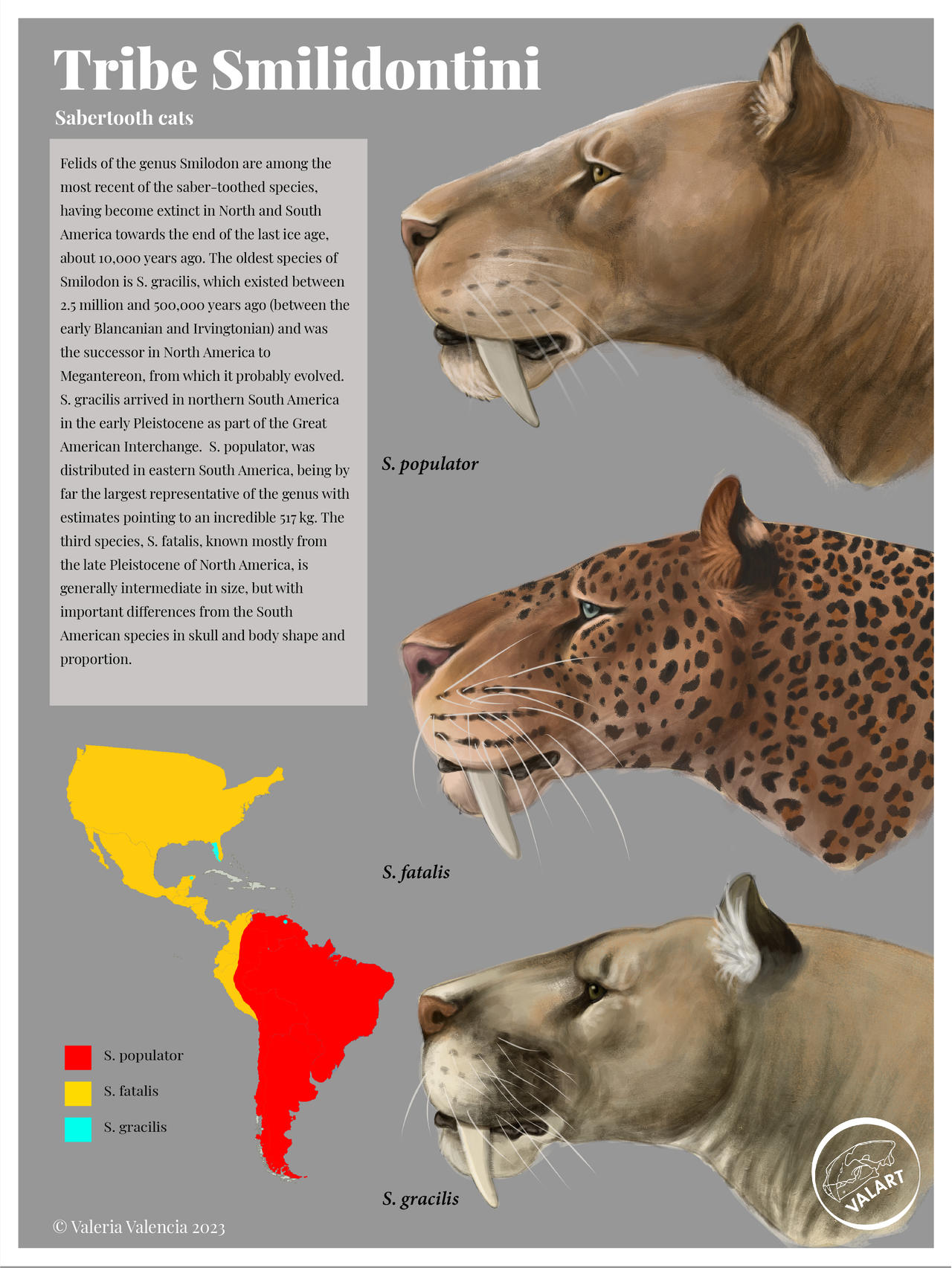 Genus Smilodon General outline of the Smilodon genus by valeriaart17 on DeviantArt