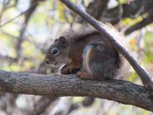 Squirrel Sighting