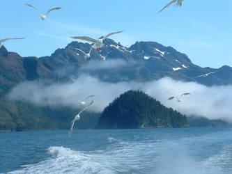 Seagulls on the water - Seward, AK