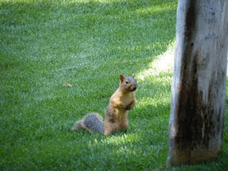 Squirrel - Idaho