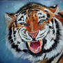 tiger in winter