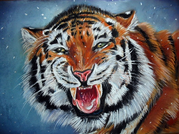 tiger in winter