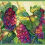 Grapes are Ripening