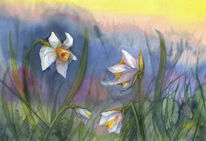 Spring flowers 6 - Daffodils at the Dawn