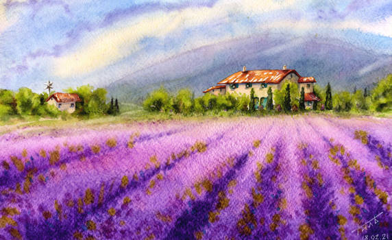 Lavender Field