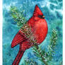 Red Cardinal Under Snow