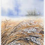 Morning Frost