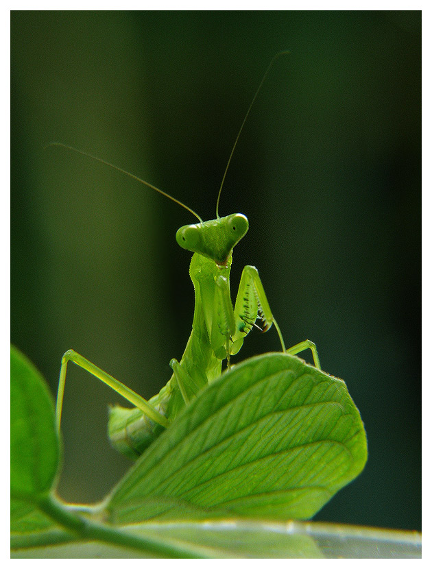 Lady Mantis