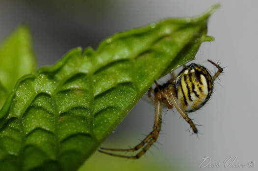 Tiger Spider