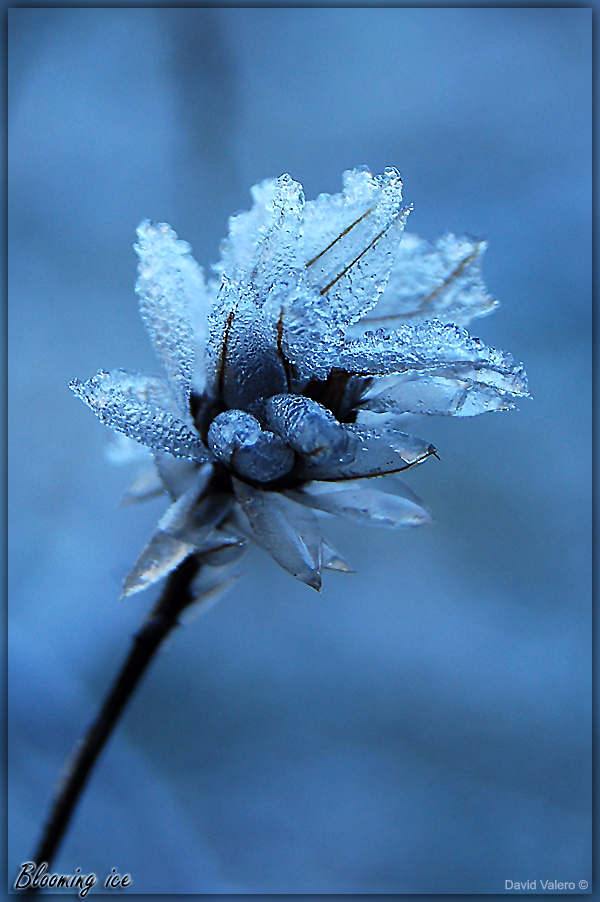 Blooming ice