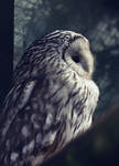 Owl. by FSGPhotography