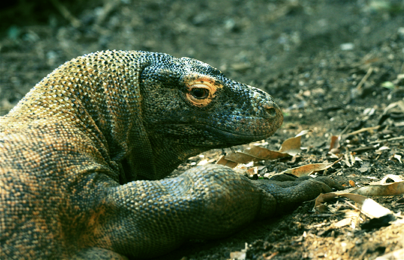 Komodo Dragon