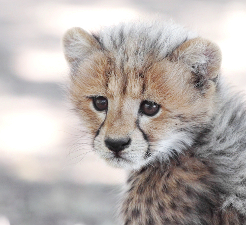 Cheetah Kitten