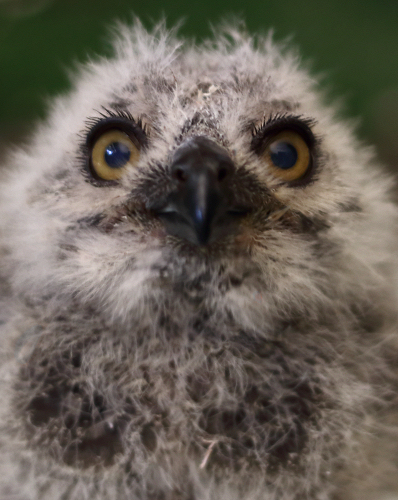 Baby Owl