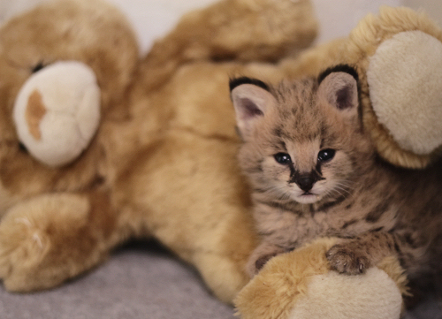 Serval Cuddle