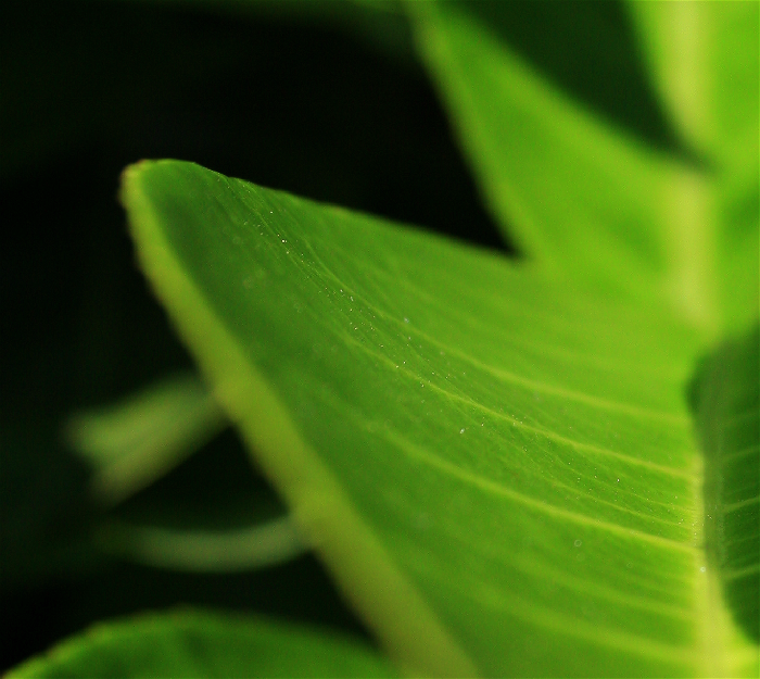 Abstract Leaf.