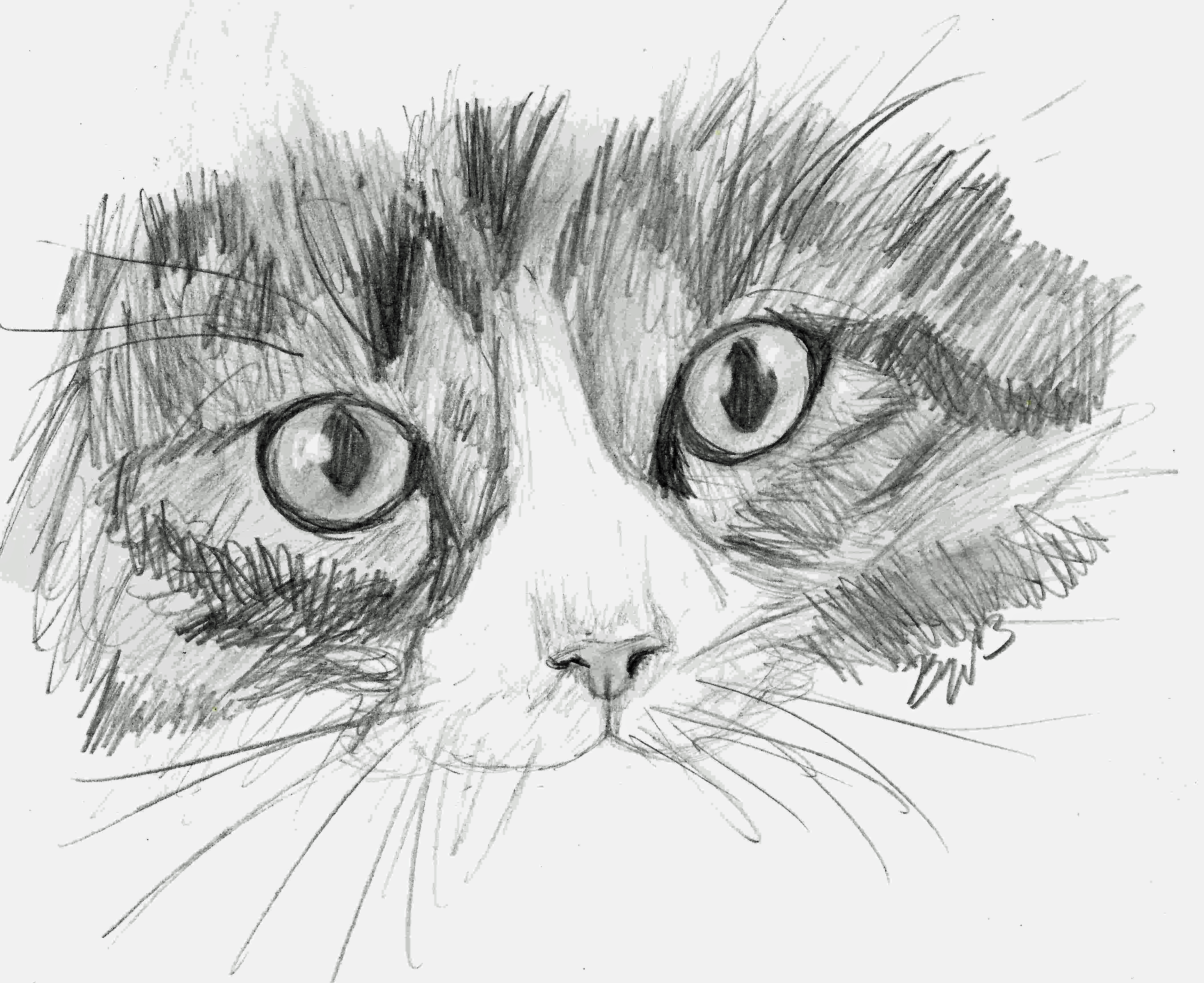 Cat Sketch